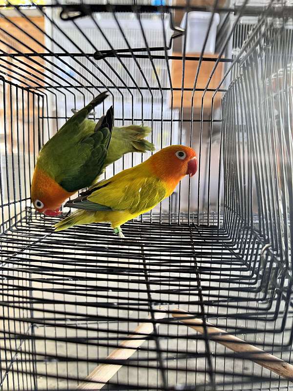 bird-for-sale-in-delano-ca