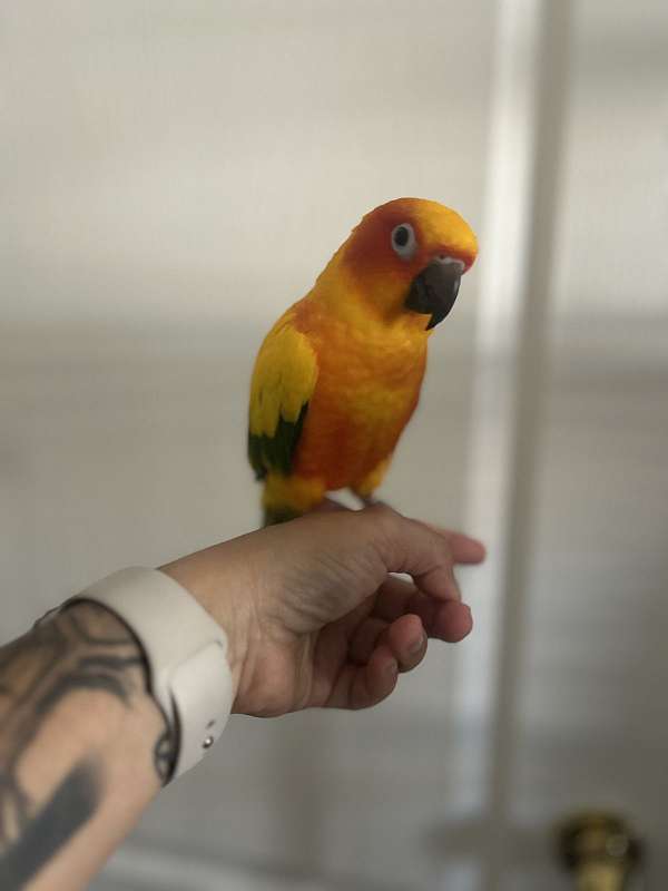 sun-conure-for-sale