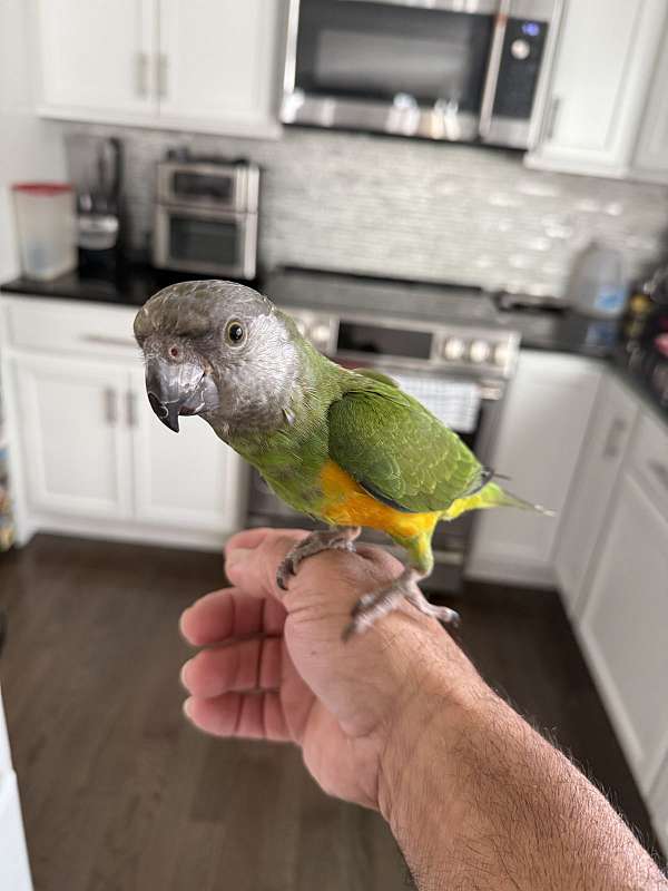 parrot-for-sale-in-ayer-ma