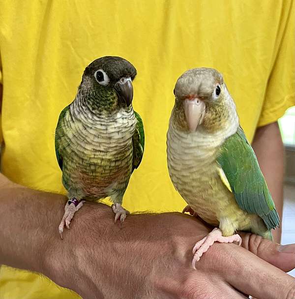 green-pineapple-bonded-pair-tame-bird-for-sale