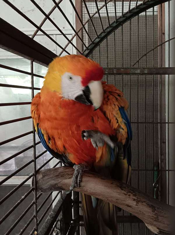 orange-yellow-macaw-for-sale