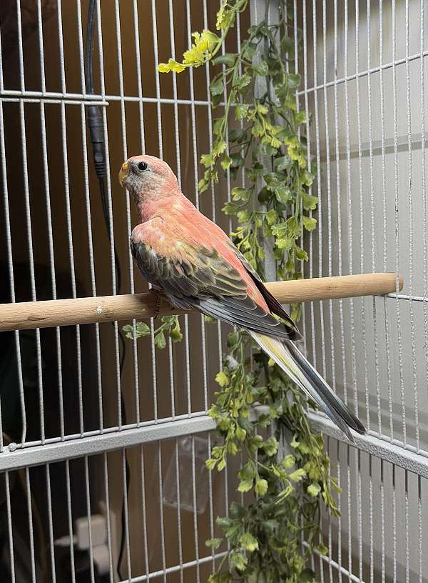 bourke-parakeet-for-sale-in-louisville-ky