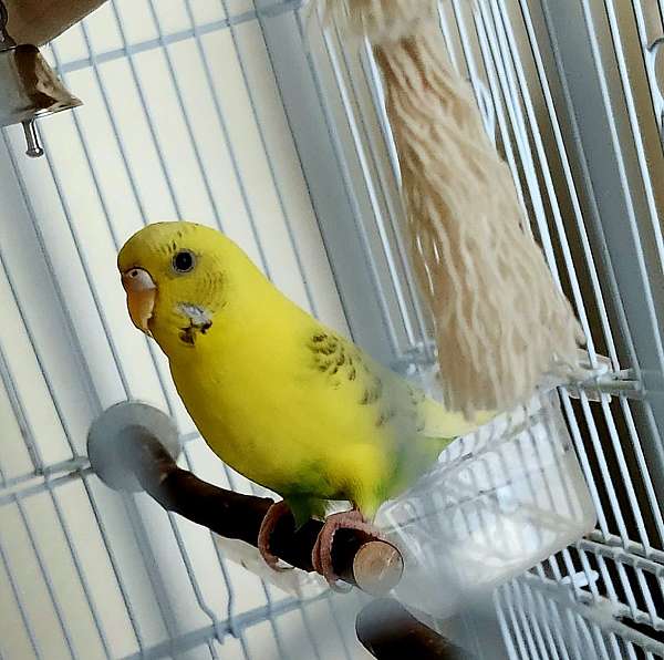 yellow-bird-for-sale-in-mckinney-tx