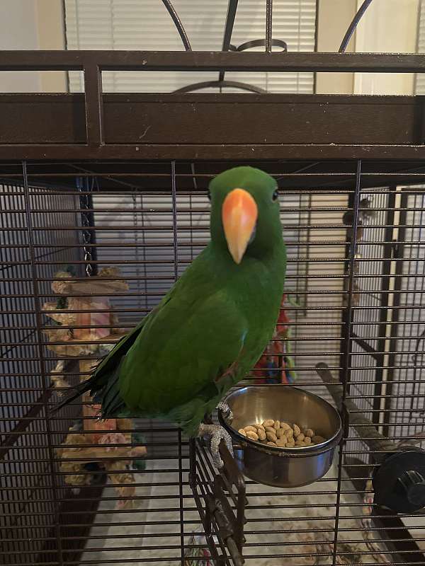 male-bird-for-sale-in-north-las-vegas-nv