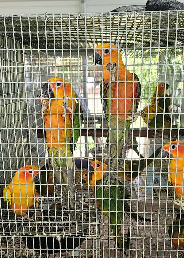 conure-for-sale-in-marion-sc