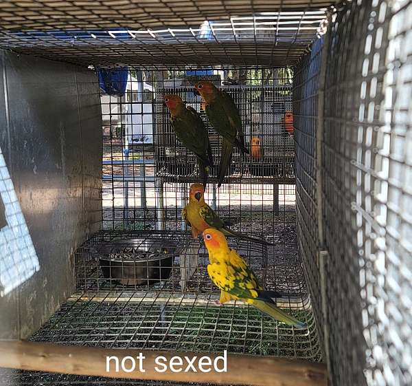 conure-for-sale