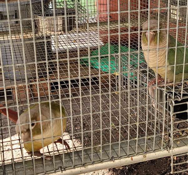 conure-for-sale-in-marion-sc