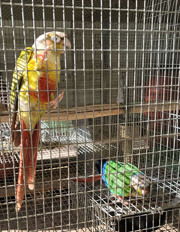 conure-for-sale