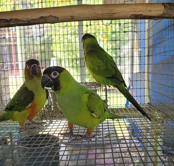 male-bird-for-sale-in-marion-sc