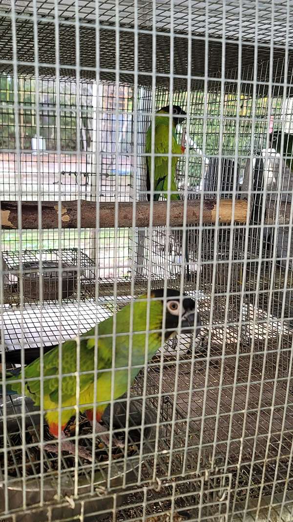 conure-for-sale-in-marion-sc