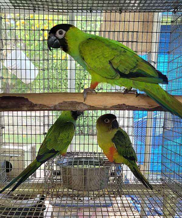 conure-for-sale