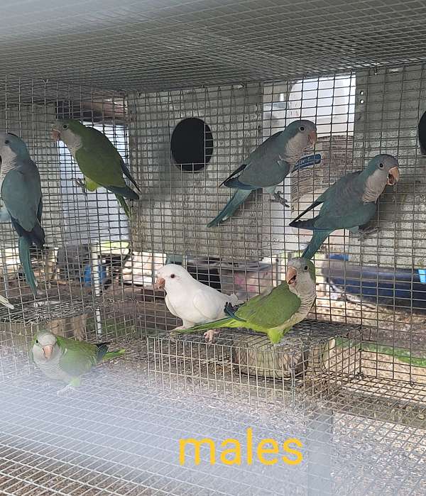 albino-bird-for-sale-in-marion-sc