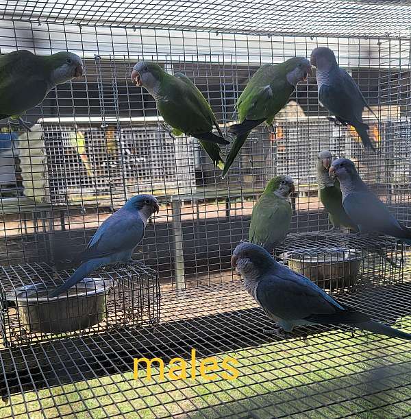 quaker-parrots-for-sale-in-marion-sc