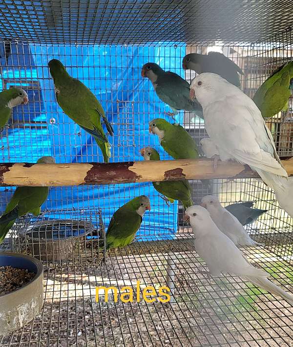 green-bird-for-sale-in-marion-sc