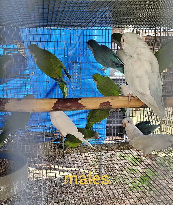 quaker-parrots-for-sale