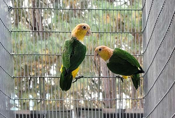 caique-for-sale-in-marion-sc