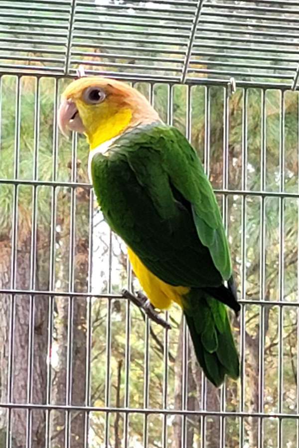 caique-for-sale