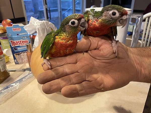 green-cheek-conure-for-sale