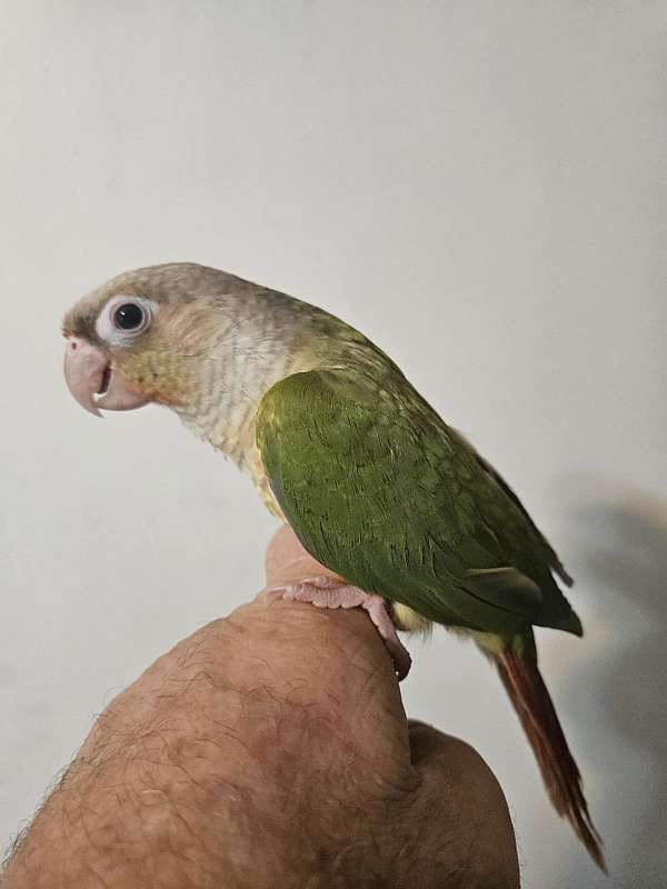 green-cheek-conure-for-sale-in-sound-beach-ny