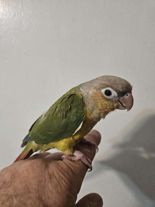 green-cheek-conure-for-sale