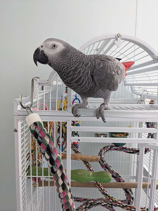 congo-african-grey-parrot-for-sale