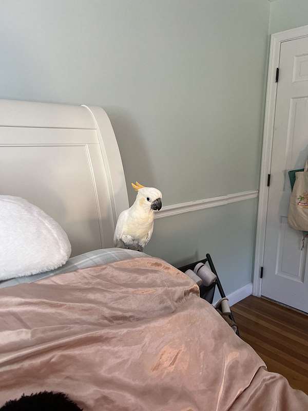 citron-crested-cockatoo-for-sale-in-massachusetts