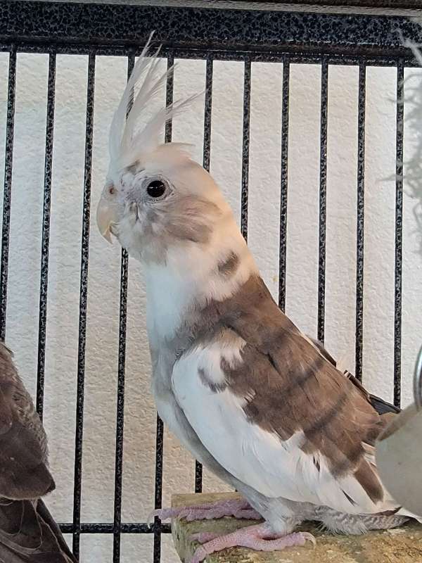 grey-white-cute-singing-bird-for-sale