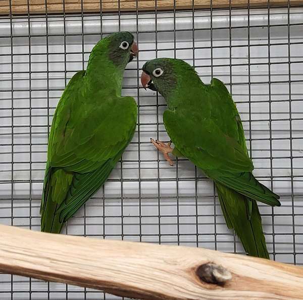 blue-crown-conure-for-sale