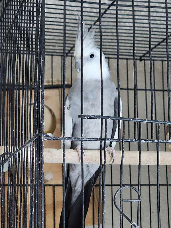 green-white-cockatiel-parrot-for-sale