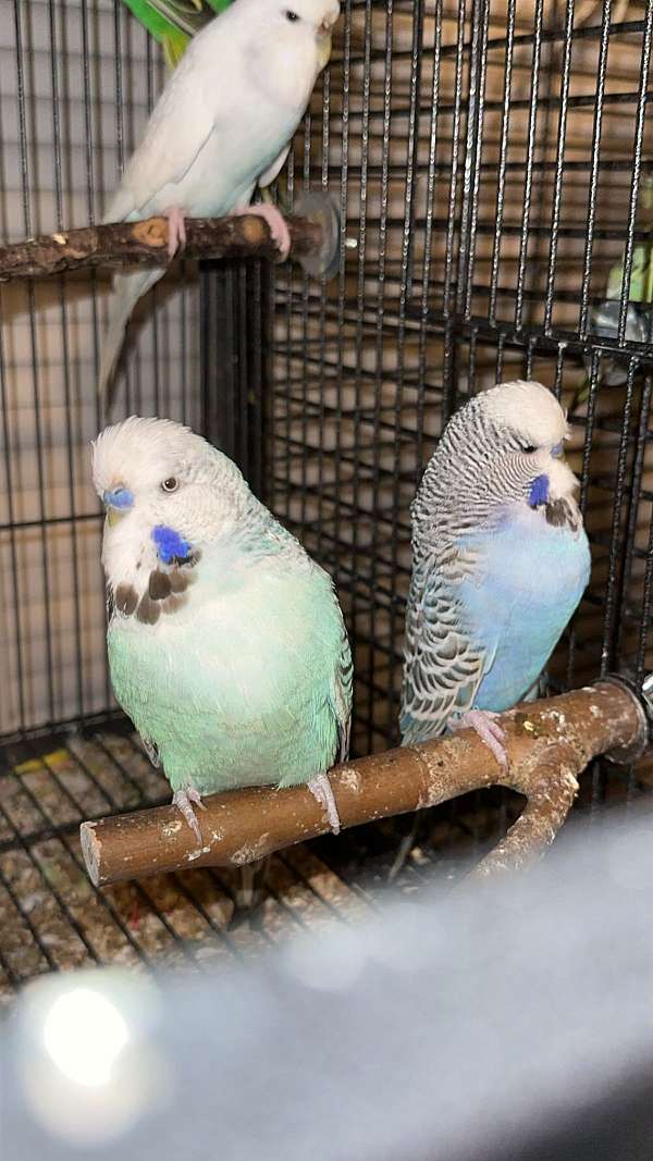 parakeet-for-sale