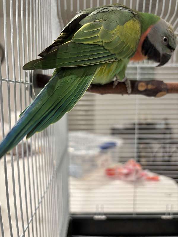 female-bird-for-sale-in-hutto-tx