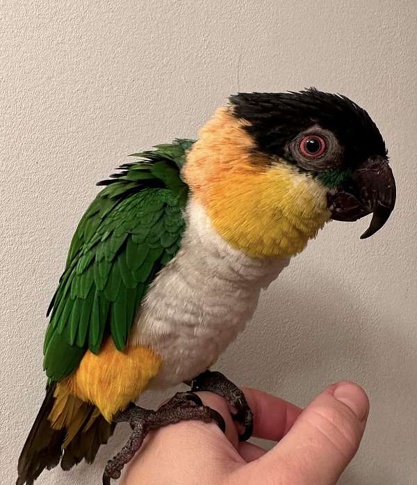 caique-for-sale