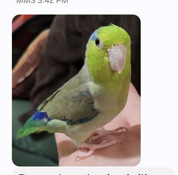 parrotlet-for-sale-in-baytown-tx