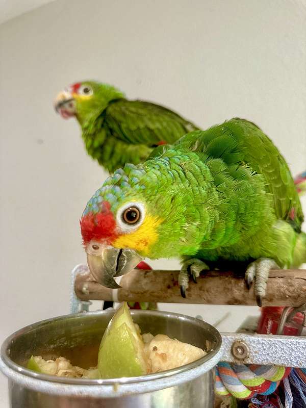 red-lored-amazon-parrot-for-sale