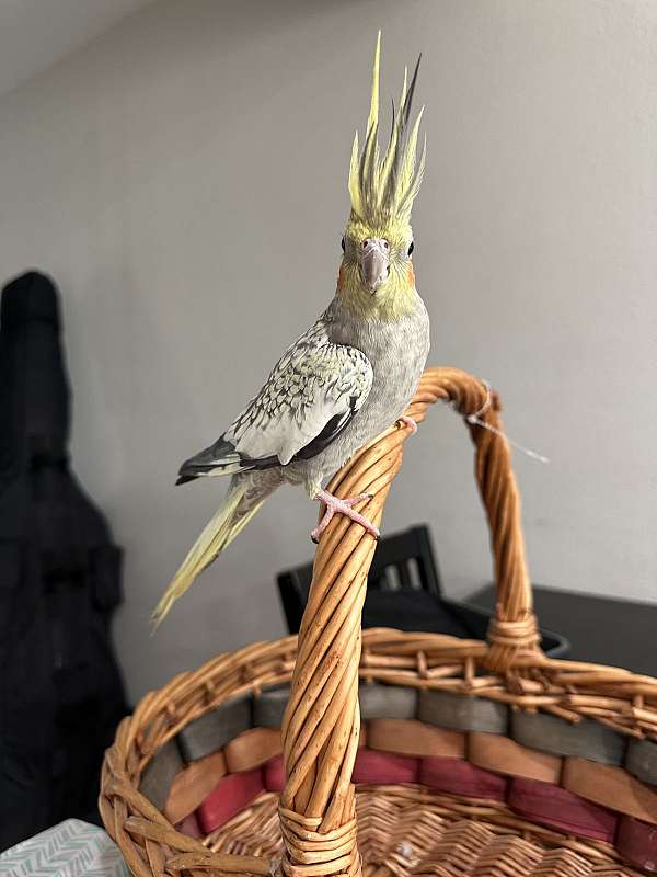 cockatiel-for-sale