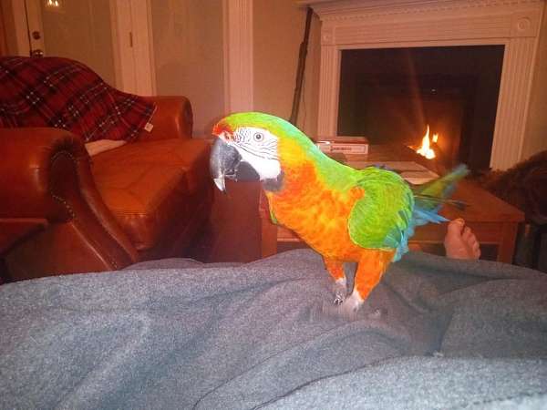 hybrid-macaw-bird-adoption