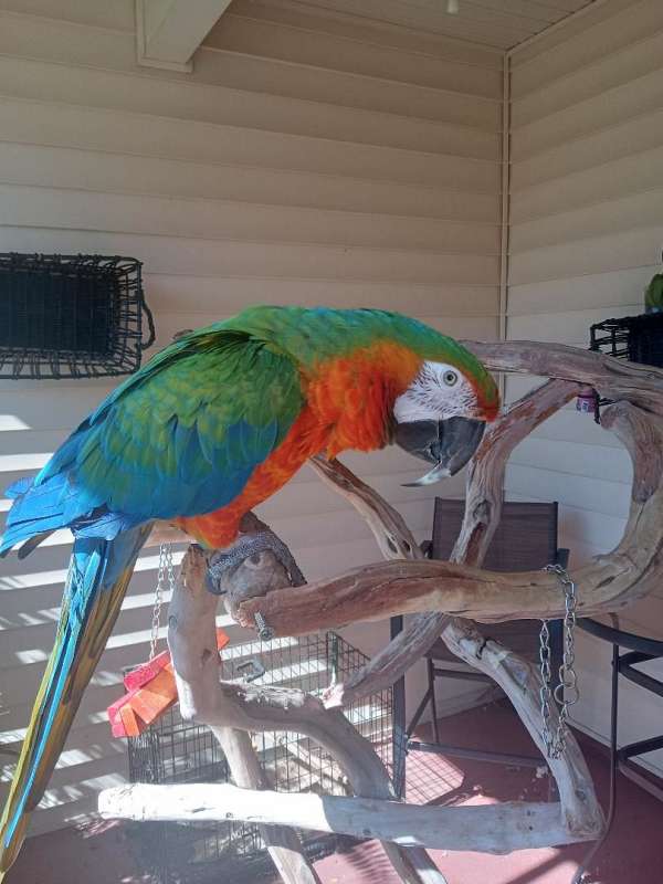 hybrid-macaw-for-sale