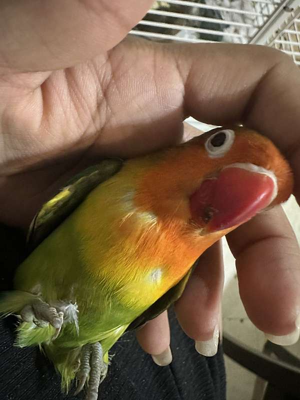 lovebird-for-sale