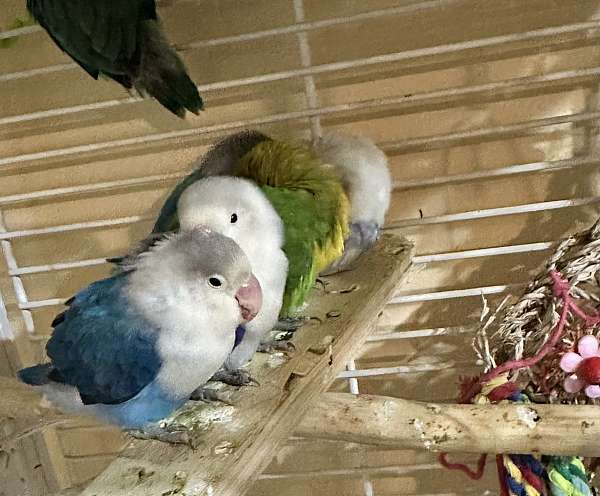 lovebird-for-sale