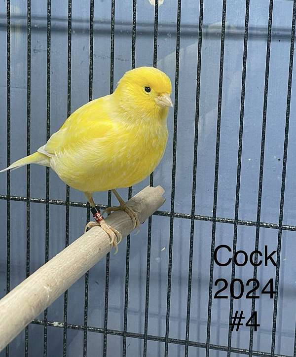 male-bird-for-sale-in-okmulgee-ok