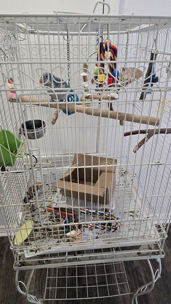 quaker-parrots-for-sale-in-sherman-tx