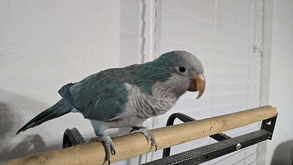 quaker-parrots-for-sale-in-sherman-tx