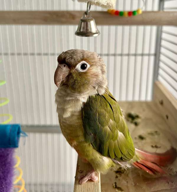 cinnamon-dusky-conure-for-sale