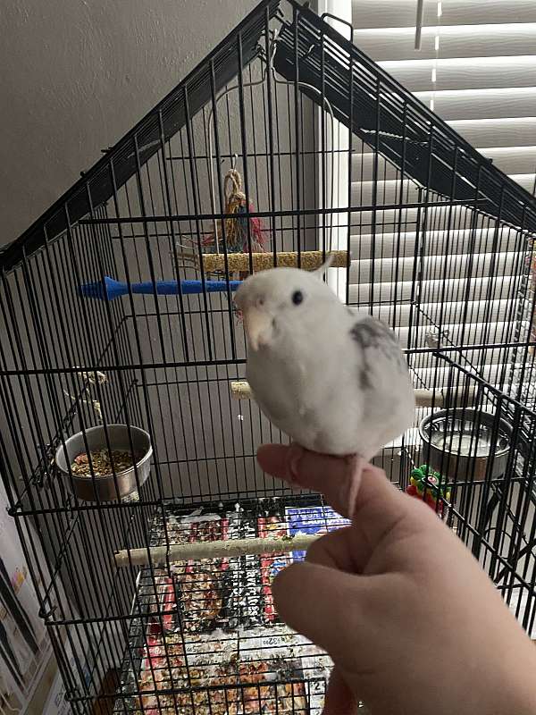 cockatiel-for-sale