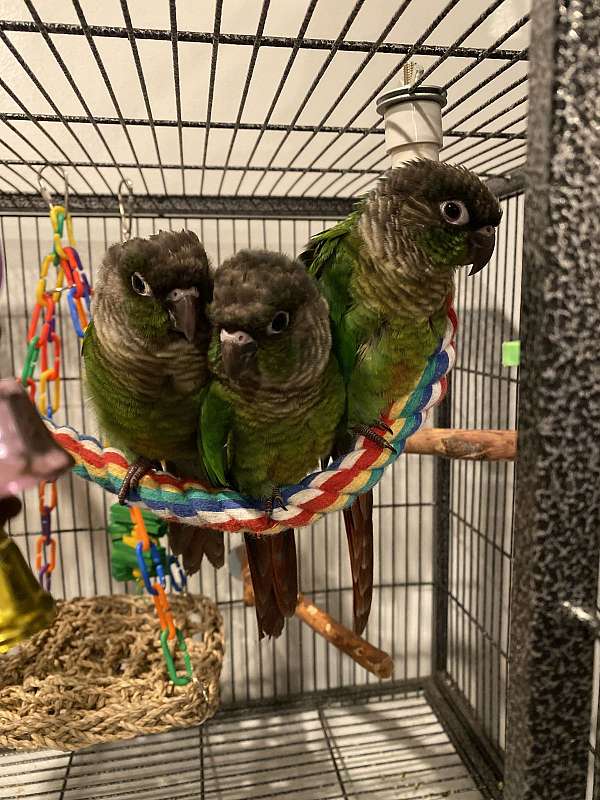 green-cheek-conure-for-sale