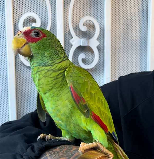 orange-white-bird-for-sale-in-california