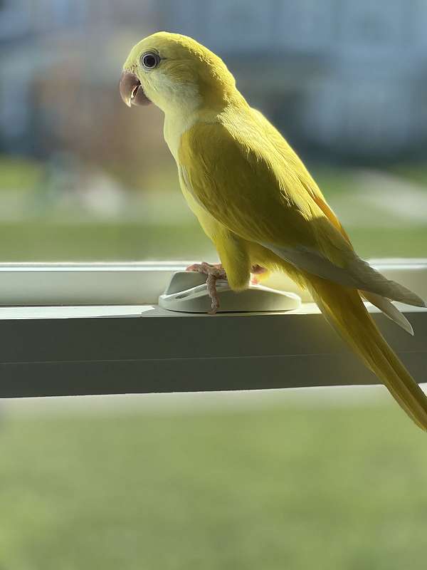 parrot-for-sale-in-henrico-va