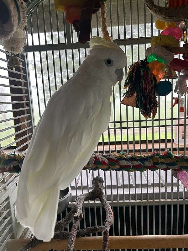 cockatoo-for-sale-in-south-china-me