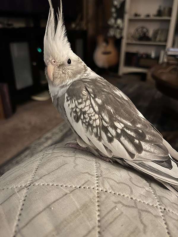 female-bird-for-sale-in-riverside-ca