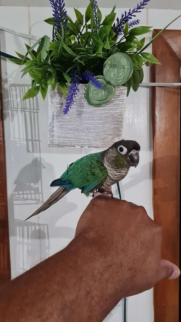 conure-for-sale